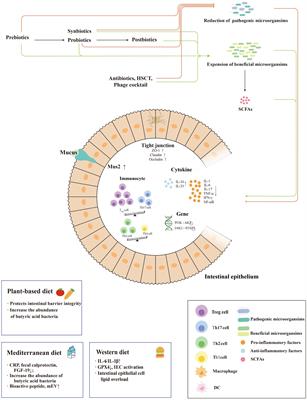 The role of complex interactions between the intestinal flora and host in regulating intestinal homeostasis and inflammatory bowel disease